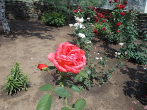 Садовник и роза