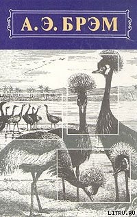 Читать Жизнь животных, Том II, Птицы