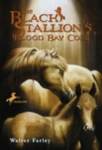 Black Stallion`s Blood Bay Colt