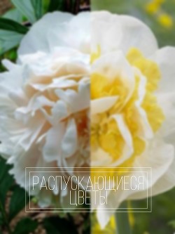 Распускающиеся цветы