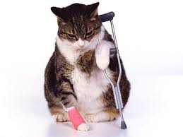 Волшебный Айболит 