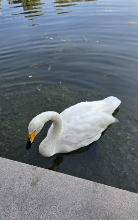 В стужённом ❤️