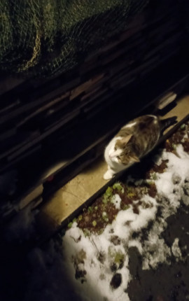 Ленивый лиробиллук. Что остаётся?