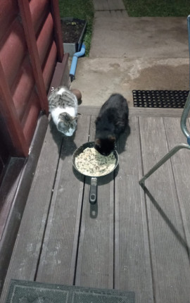 Севрова Юлия Валерьевна Кронштадт 