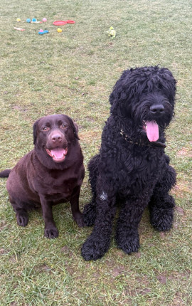 Фычедужельщуцогоб