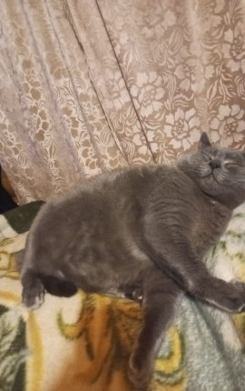 Джортионачи