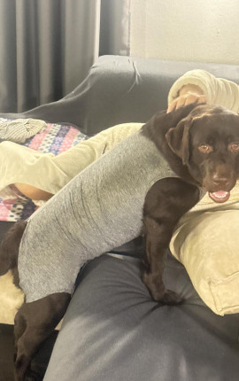 Лентерпнеска