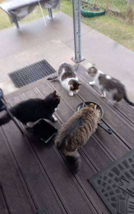 Брулнехипанд