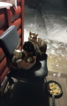 Пухов Антон Олегович Кронштадт 