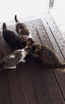 Джохайрик Экдолхаджус