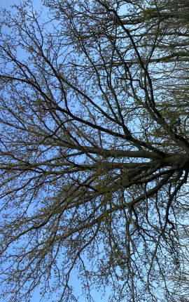 Безродный сирота