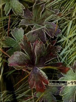 Юный натуралист 1972 №11
