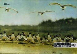 Журнал «Юный натуралист», 1968 №03